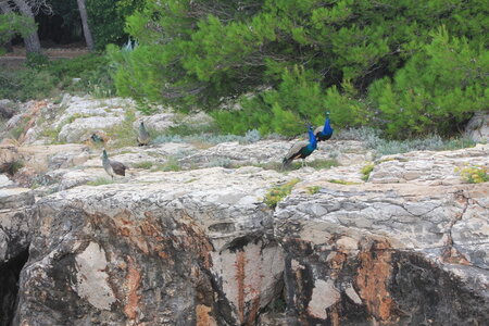05 croisiere dubrovnik, 05 croisiere dubrovnik105