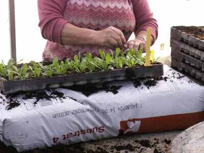 plantations 2014, 15avril05