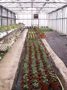 plantations 2014, 25avril08
