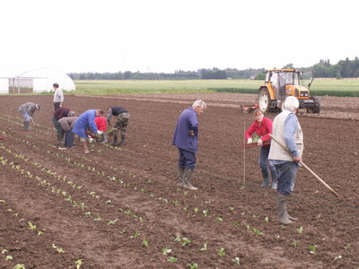 plantations 2014, 28mai01