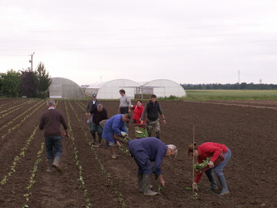 plantations 2014, 28mai02