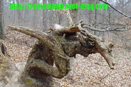 Sosiesland, Dragon