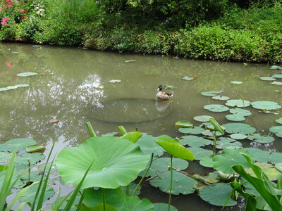 Giroussens 2, DSC00227
