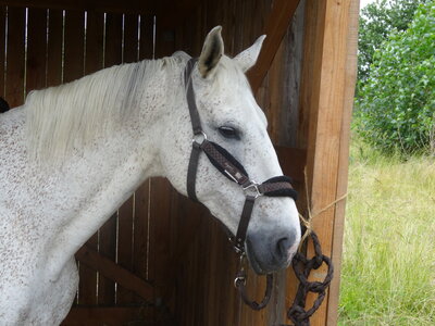 Giroussens 2, DSC00274