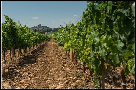 Chateau Neuf du Pape, 2014_07_ChateauNeuf_du_Pape-14_GF