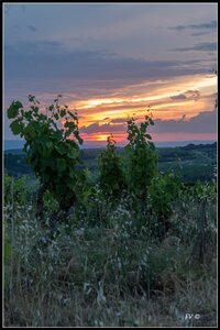 Chateau Neuf du Pape, 2014_07_ChateauNeuf_du_Pape-100_GF
