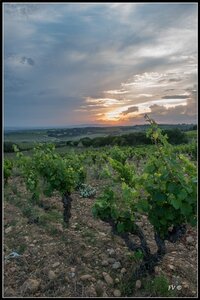 Chateau Neuf du Pape, 2014_07_ChateauNeuf_du_Pape-95_GF