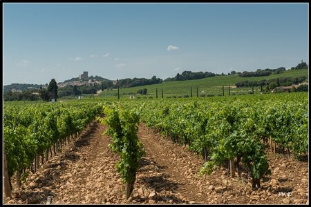 Chateau Neuf du Pape, 2014_07_ChateauNeuf_du_Pape-15_GF