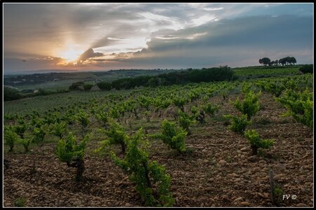 Chateau Neuf du Pape, 2014_07_ChateauNeuf_du_Pape-89_GF