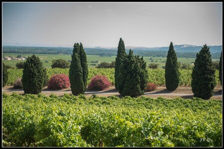 Chateau Neuf du Pape, 2014_07_ChateauNeuf_du_Pape-41_GF