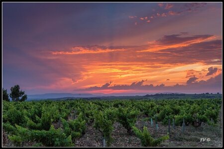 Chateau Neuf du Pape, 2014_07_ChateauNeuf_du_Pape-111_GF