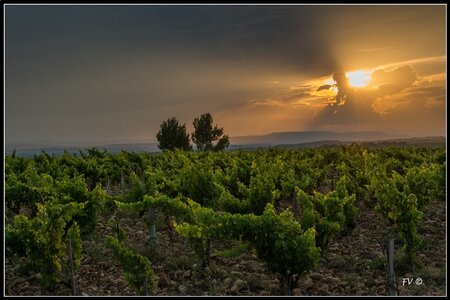 Chateau Neuf du Pape, 2014_07_ChateauNeuf_du_Pape-82_GF