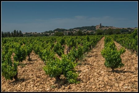 Chateau Neuf du Pape, 2014_07_ChateauNeuf_du_Pape-5_GF