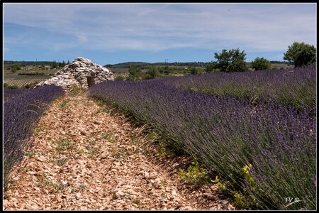 Les Lavandes, 2014_07_les_Lavandes-14_GF