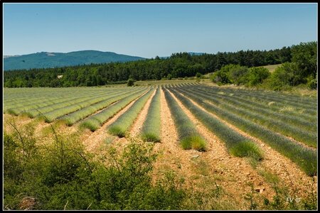 Les Lavandes, 2014_07_les_Lavandes-16_GF