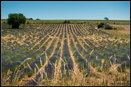 Les Lavandes, 2014_07_les_Lavandes-7_GF