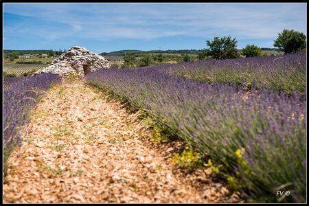 Les Lavandes, 2014_07_les_Lavandes-13_GF