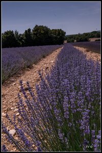 Les Lavandes, 2014_07_les_Lavandes-28_GF
