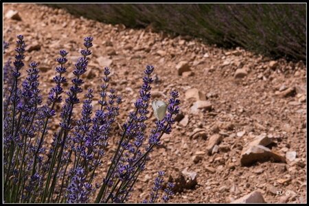 Les Lavandes, 2014_07_les_Lavandes-27_GF