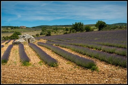 Les Lavandes, 2014_07_les_Lavandes-11_GF