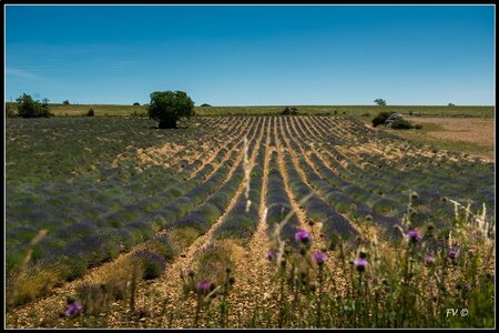 Les Lavandes, 2014_07_les_Lavandes-9_GF