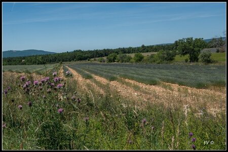 Les Lavandes, 2014_07_les_Lavandes-18_GF