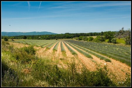 Les Lavandes, 2014_07_les_Lavandes-17_GF