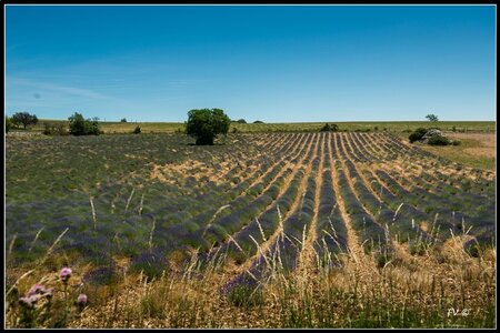 Les Lavandes, 2014_07_les_Lavandes-6_GF