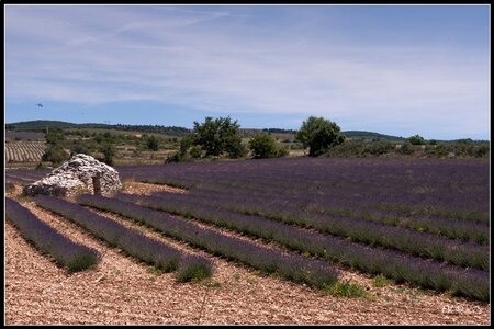 Les Lavandes, 2014_07_les_Lavandes-15_GF
