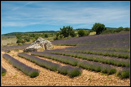 Les Lavandes, 2014_07_les_Lavandes-12_GF