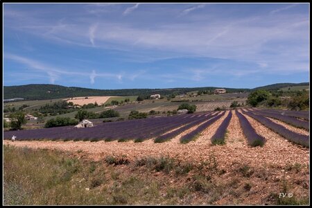 Les Lavandes, 2014_07_les_Lavandes-20_GF