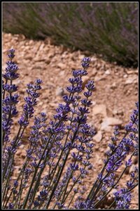 Les Lavandes, 2014_07_les_Lavandes-26_GF