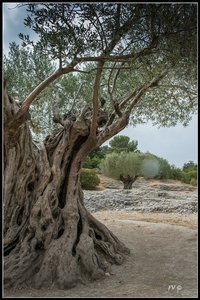 Pont du Gard, 2014_Pont_du_Gard-88_GF