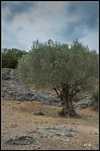 Pont du Gard, 2014_Pont_du_Gard-84_GF