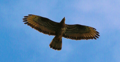Animal, Buse Variable