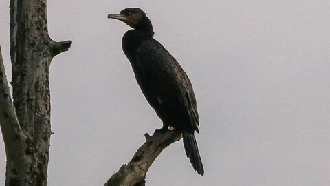 Animal, Cormoran