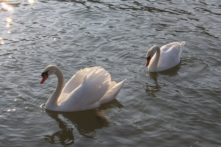 Animal, IMG_0053-2
