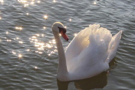 Animal, IMG_0055-2