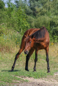 Animal, IMG_7202-2