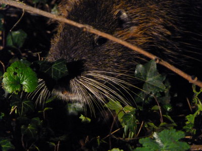 Les bestioles du verger, Marius le ragondin