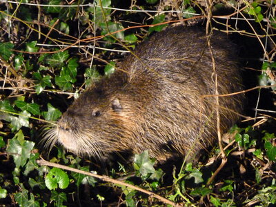 Les bestioles du verger, Marius le ragondin