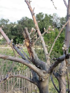 Arbres janvier 2015, IMG_0034