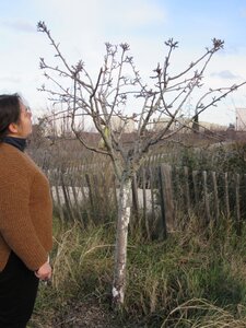 Arbres janvier 2015, IMG_0042