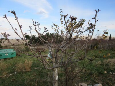 Arbres janvier 2015, IMG_0043