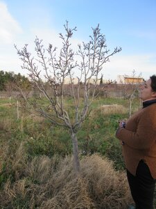 Arbres janvier 2015, IMG_0048