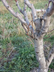 Arbres janvier 2015, IMG_0050