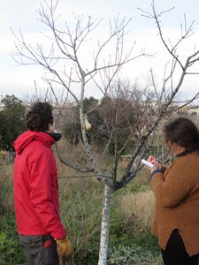 Arbres janvier 2015, IMG_0059