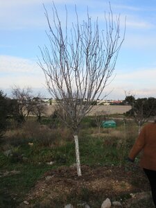 Arbres janvier 2015, IMG_0061