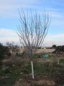Arbres janvier 2015, IMG_0062