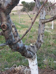 Arbres janvier 2015, IMG_0064